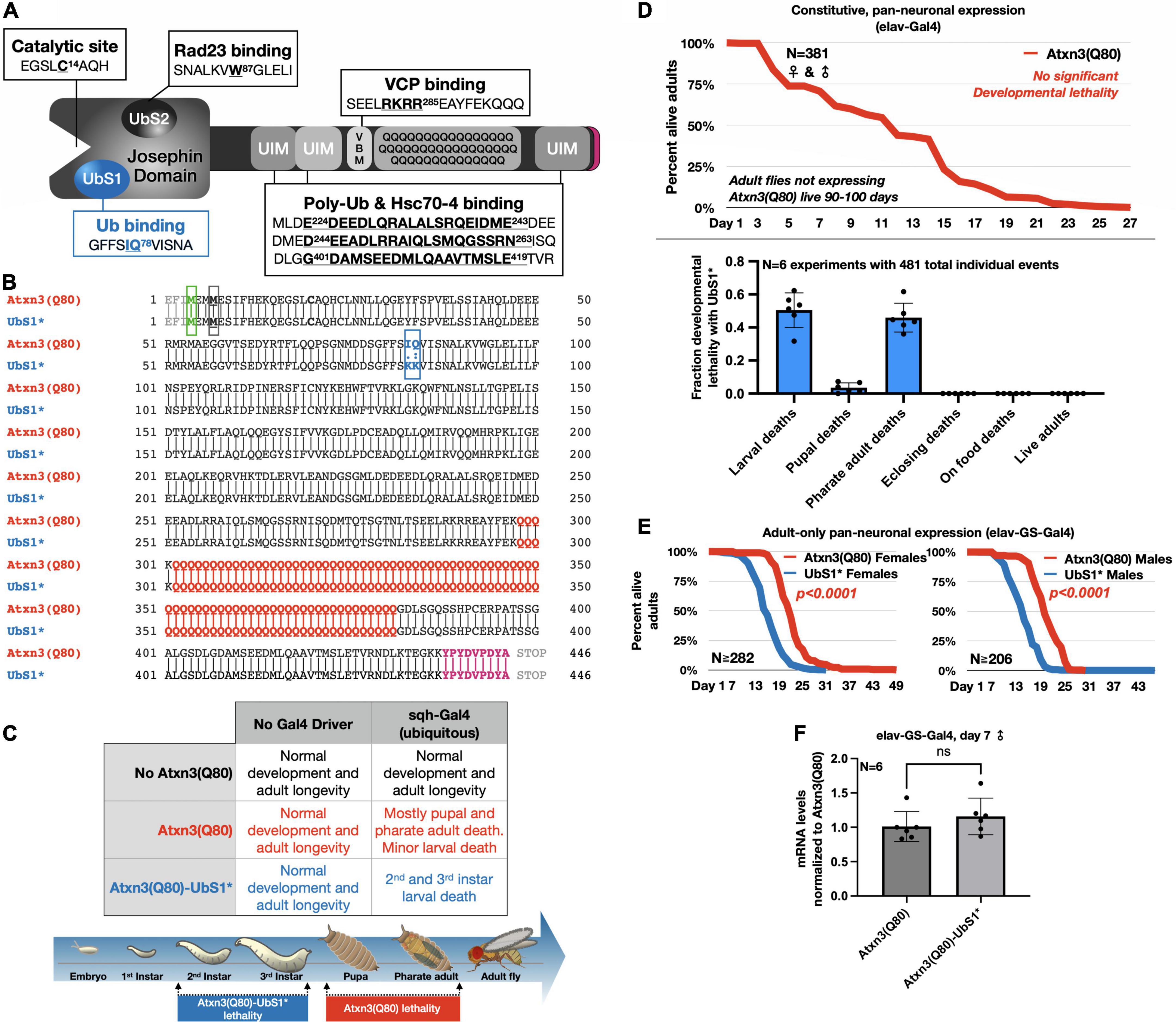Ubiquitin-binding site 1 of pathogenic ataxin-3 regulates its toxicity in Drosophila models of Spinocerebellar Ataxia Type 3